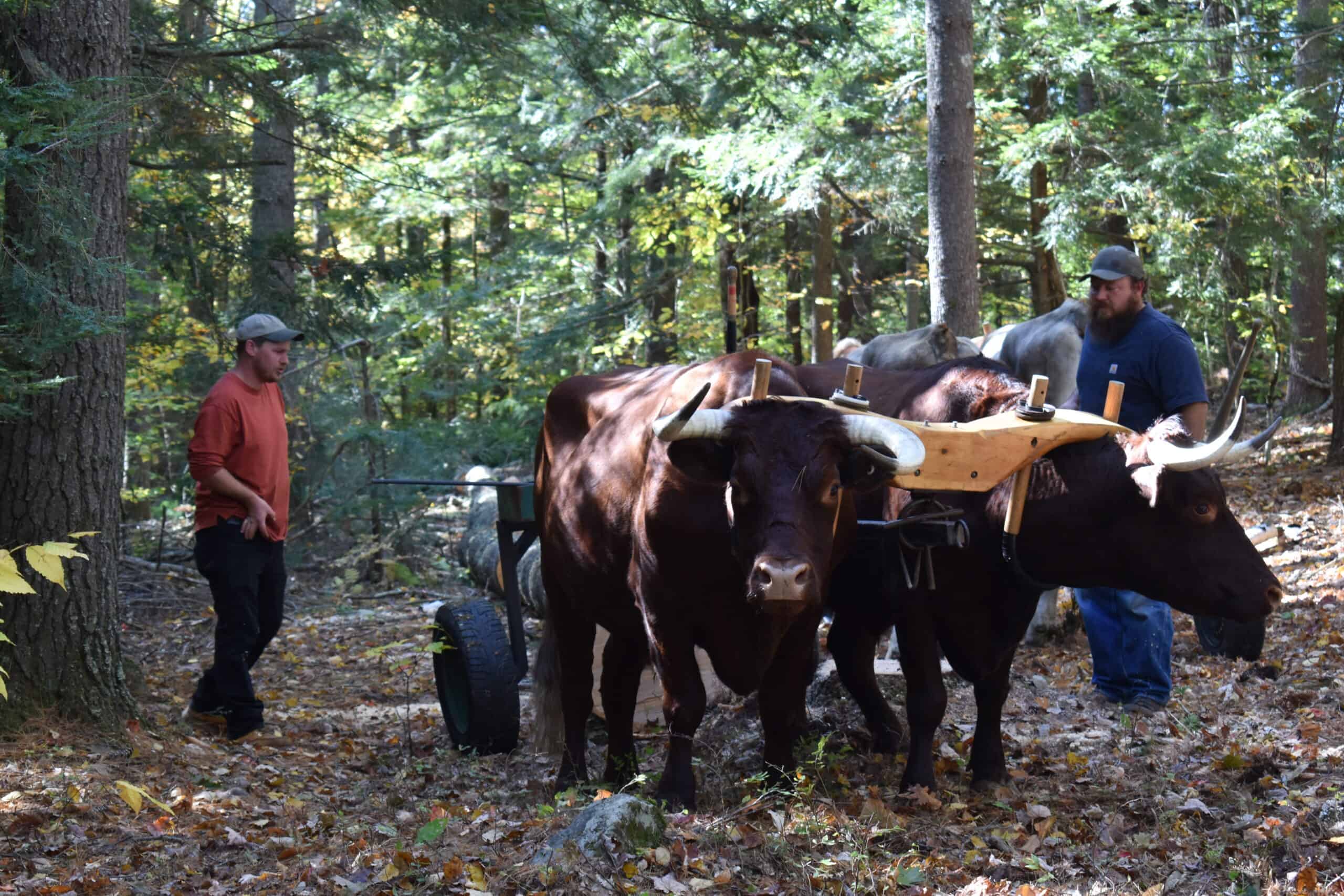 DSC_0316 thresher