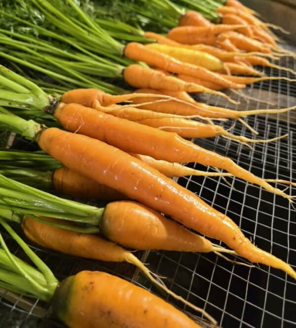 Vegetable Gardening Practices: From Seedling to Harvest