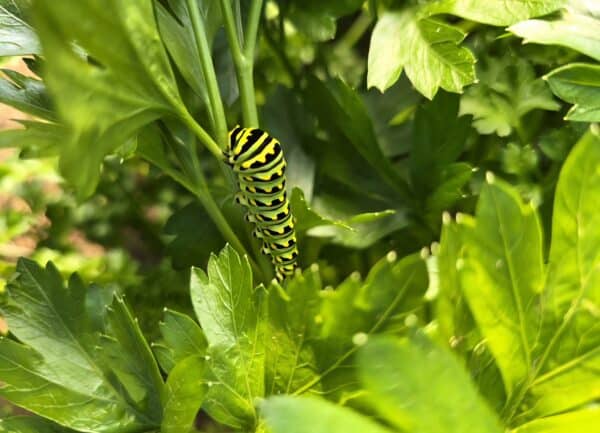 Vegetable Gardening Practices: From Seedling to Harvest