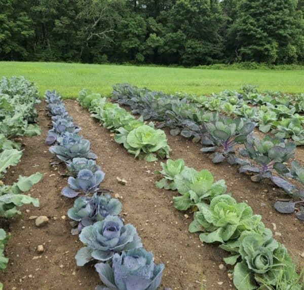 Vegetable Gardening Practices: From Seedling to Harvest