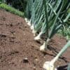 Vegetable Gardening Practices: From Seedling to Harvest