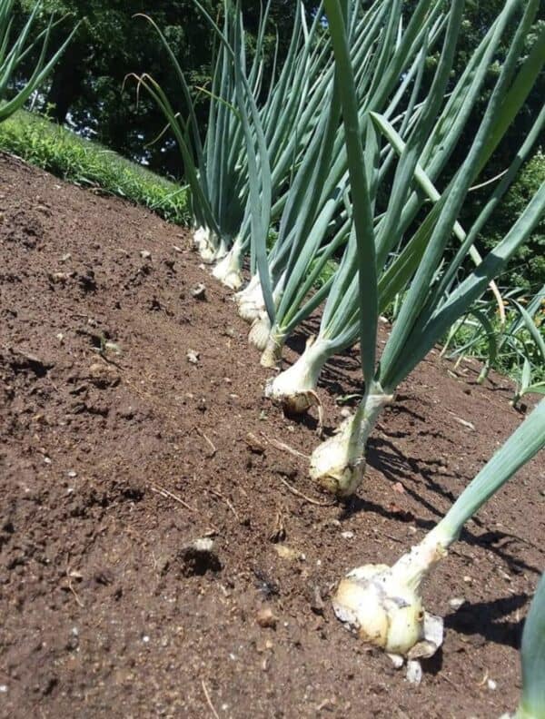 Vegetable Gardening Practices: From Seedling to Harvest