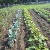Vegetable Gardening Practices: From Seedling to Harvest