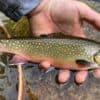 intro to fly fishing