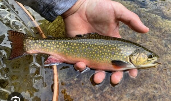 intro to fly fishing