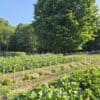 Vegetable Gardening Practices: From Seedling to Harvest