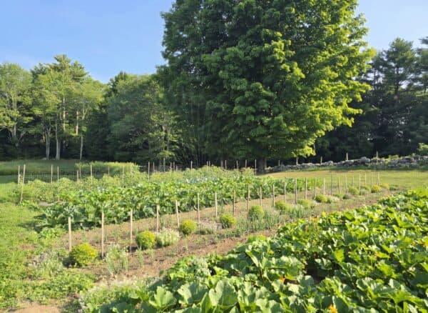 Vegetable Gardening Practices: From Seedling to Harvest