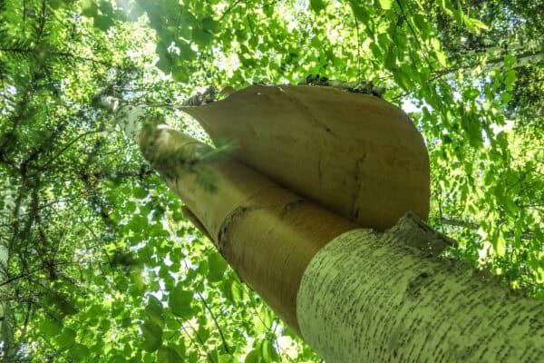 Crafting with Birch Bark