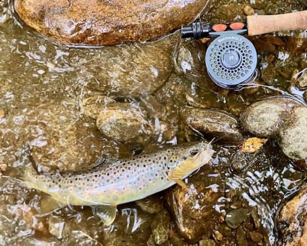 intro to fly fishing