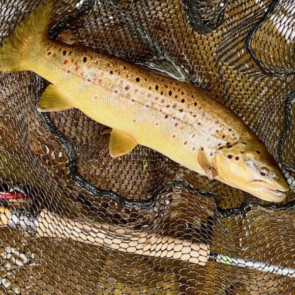 intro to fly fishing