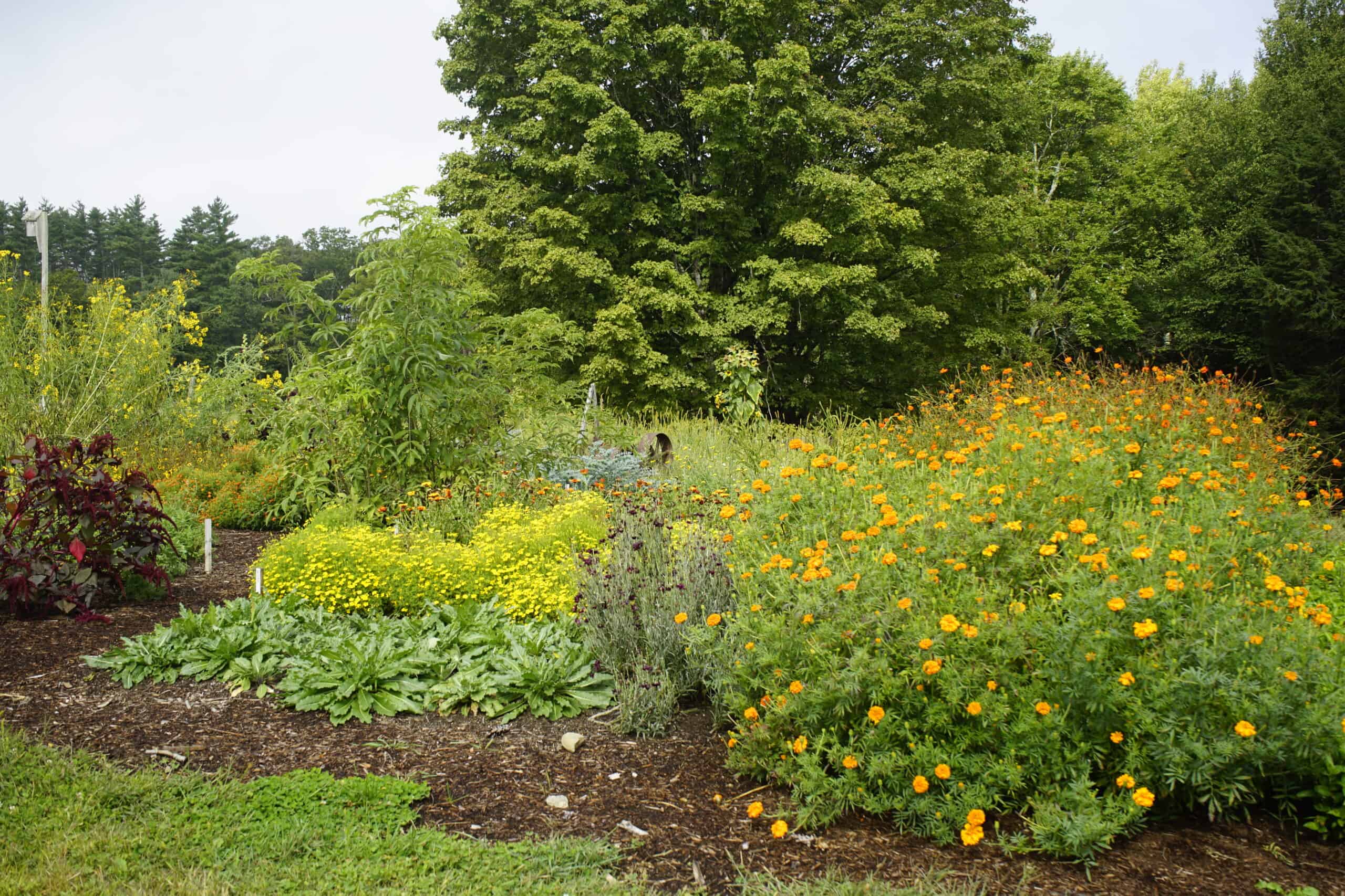Dye Garden
