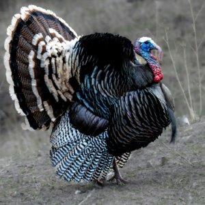 Farm Fresh Turkey - Thanksgiving Presale