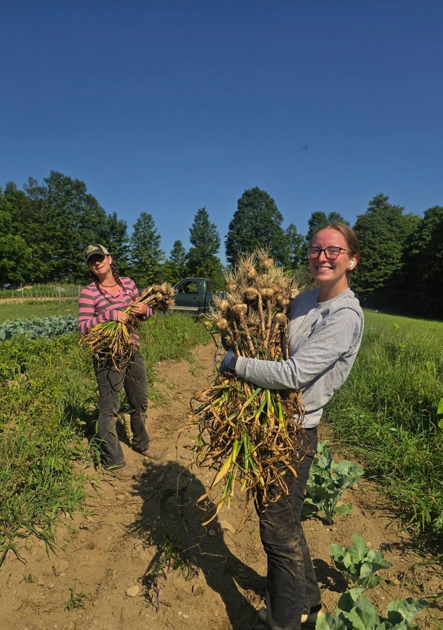 Garlic Harvest Photo by Jenn Merrill