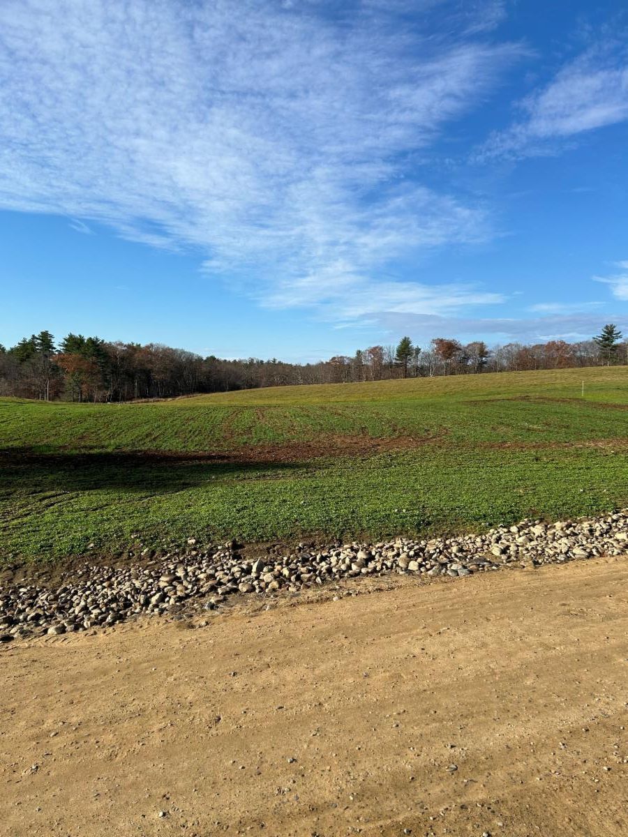 Winter Wheat has been planted in the place of Mt. Magoon
