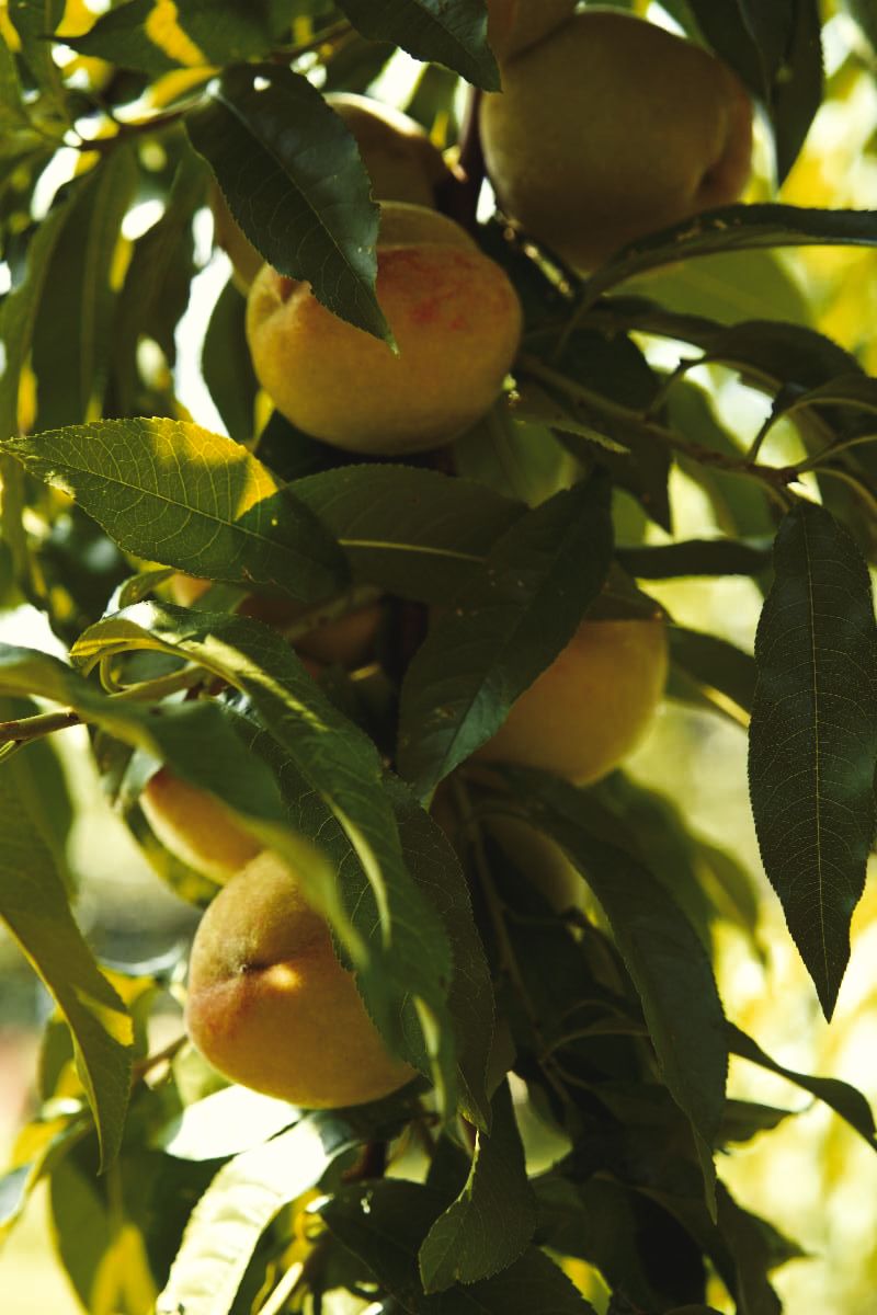Peaches