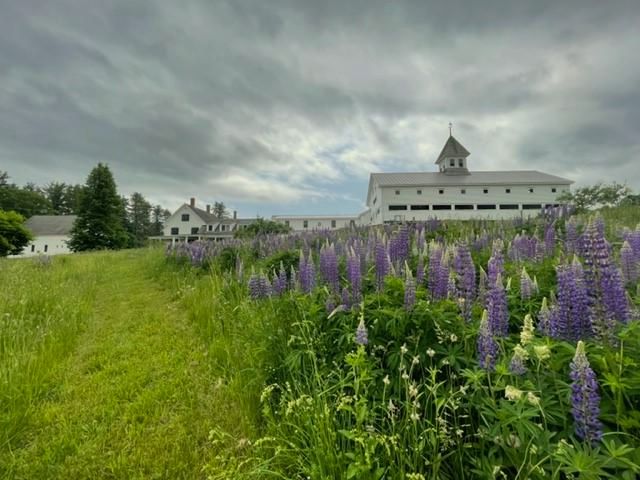 lupine field.jpg